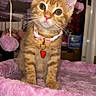 Nala joined the competition — help win amazing prizes! kitten, cat, orange_tabby, collar, strawberry_charm, cat_tree, pink, fluffy, indoor, pet, cute, curious, whiskers, ears, fur, playful, feline, animal, young_cat, domestic_cat