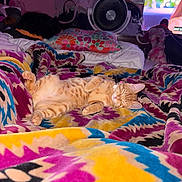 Nala is registered to the contest to win money with this photo: cat, tabby, sleeping, blanket, colorful, indoor, cozy, pillow, fan, television, relaxing, fur, pet, animal, comfort, bedroom, rest, soft, pattern, orange