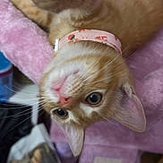 Nala joined the competition — help win amazing prizes! animal, cat, cat_tree, closeup, cute, domestic_cat, fur, furniture, indoor, kitten, orange_tabby, paw, pet, pet_collar, pink, playful, relaxed, soft_texture, whiskers, young_cat