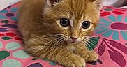 Nala is registered to the contest to win money with this photo: kitten, cat, orange_cat, pet, animal, cute, floral_pattern, pillow, bedroom, indoor, furniture, soft_lighting, cozy, resting, whiskers, ears, fur, close_up, colorful, domestic_animal