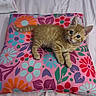 Nala joined the competition — help win amazing prizes! kitten, cat, orange_tabby, cushion, floral_pattern, pink, bed, towel, pet, animal, cute, young, fur, whiskers, ears, paw, lying_down, indoor, cozy, curious