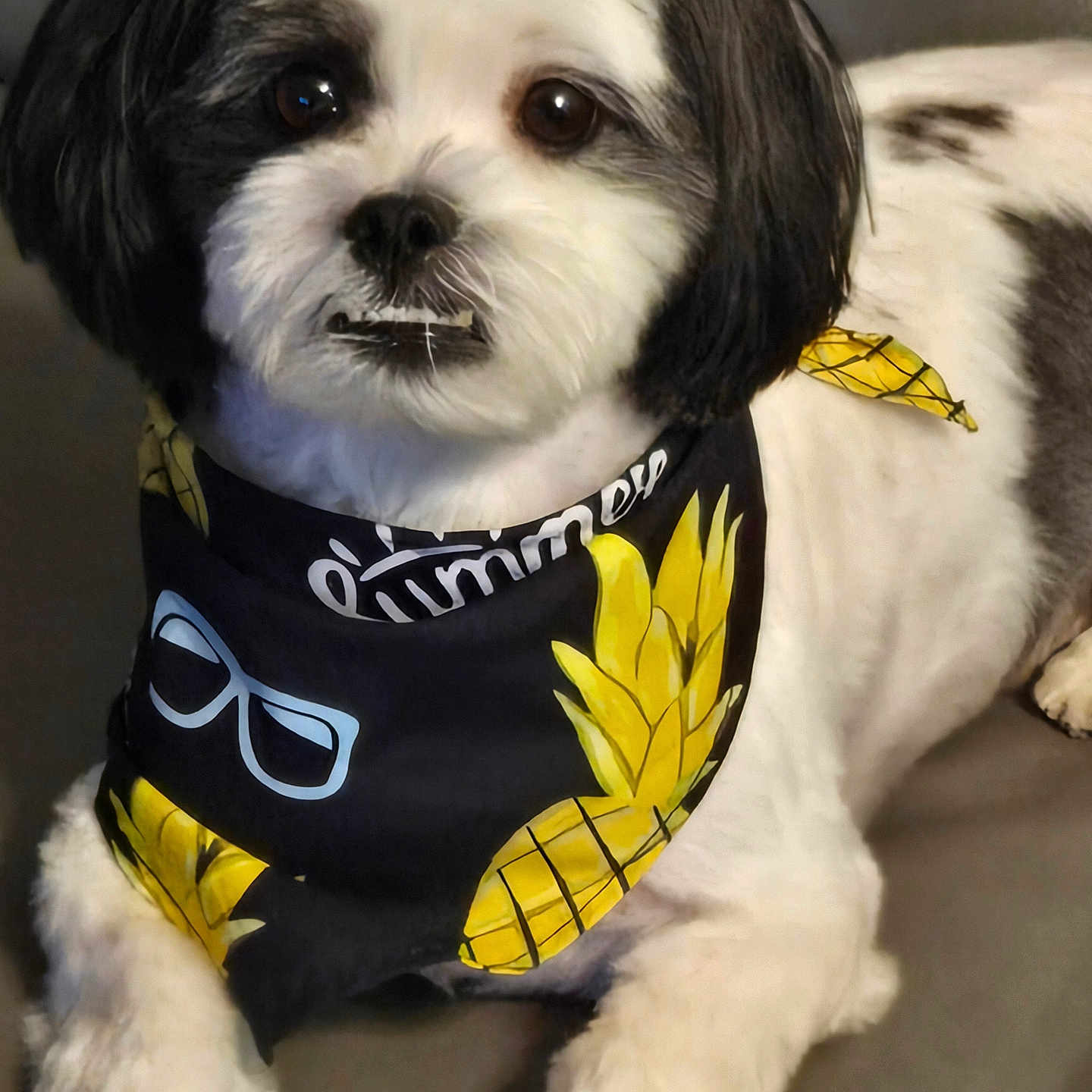 Meelo joined the competition — help win amazing prizes! accessory, animal, bandana, black_and_white, closeup, collar, comfortable, cute, dog, eyes, face, fur, indoor, lying_down, mouth, nose, paw, pet, pineapple, portrait