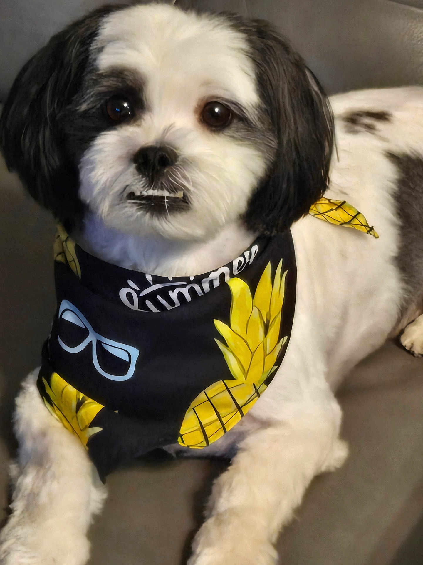 Meelo joined the competition — help win amazing prizes! dog, pet, bandana, pineapple, black_and_white, fur, indoor, cute, lying_down, face, eyes, nose, mouth, paw, collar, accessory, animal, closeup, portrait, comfortable