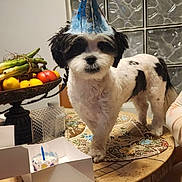Meelo is registered to the contest to win money with this photo: dog, party_hat, table, cake, candle, fruit_basket, bananas, lemons, tomatoes, placemat, indoor, celebration, pet, black_and_white, small_dog, birthday, glass_blocks, chair, person_arm, food