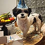 dog, party_hat, table, cake, candle, fruit_basket, bananas, lemons, tomatoes, placemat, indoor, celebration, pet, black_and_white, small_dog, birthday, glass_blocks, chair, person_arm, food