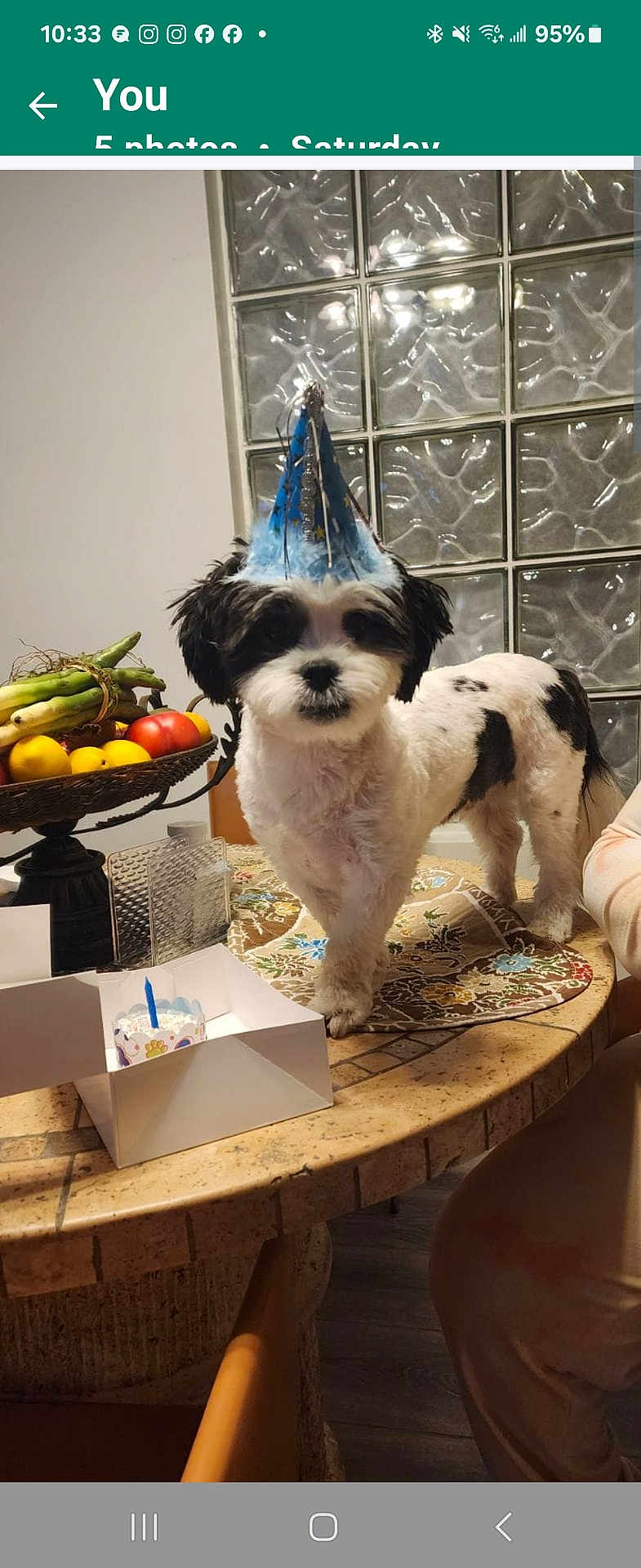 Meelo is registered to the contest to win money with this photo: dog, party_hat, table, cake, candle, fruit_basket, bananas, lemons, tomatoes, placemat, indoor, celebration, pet, black_and_white, small_dog, birthday, glass_blocks, chair, person_arm, food