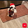 Meelo joined the competition — help win amazing prizes! animal, appliance, bandana, black_markings, brown_rug, cute, dog, festive, flooring, fluffy, holiday, home, indoor, looking_up, pet, rug, santa_hat, small_dog, white_dog, wood_floor