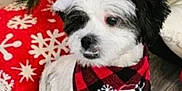 Meelo joined the competition — help win amazing prizes! animal, bandana, black_and_white, christmas, christmas_tree, cute, decorations, dog, festive, floor, holiday, holiday_season, indoor, pet, red_pillow, santa_hat, sitting, small_dog, snowflake_pattern, wooden_floor