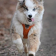 Vanille a rejoint le concours — aidez-le/la à gagner de superbes lots ! dog, running, blue_eyes, orange_harness, fluffy, outdoor, path, tongue_out, happy, animal, pet, nature, walking, canine, fur, playful, active, cute, energetic, muzzle