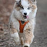 dog, running, blue_eyes, orange_harness, fluffy, outdoor, path, tongue_out, happy, animal, pet, nature, walking, canine, fur, playful, active, cute, energetic, muzzle
