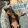 Dior is registered to the contest to win money with this photo: adorable, animal, bed, blanket, canine, comfort, cozy, cute, dog, fur, indoor, nap, paw, pet, puppy, relaxation, rest, sleeping, small_dog, snout