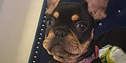 Dior joined the competition — help win amazing prizes! animal, black, brown, chair, collar, cute, dog, ears, eyes, face, french_bulldog, hand, indoor, pattern, pet, pillow, puppy, small, tag, young
