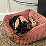 Dior is registered to the contest to win money with this photo: black_dog, carpet, cord, cozy, cute, dog, ears, floor, fur, indoor, pet_bed, pink, plush_toy, power_outlet, relaxed, resting, small_dog, tan_dog, wall, wearing_clothes