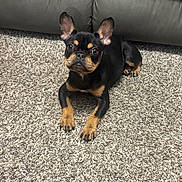 Dior is registered to the contest to win money with this photo: alert, animal, black_and_tan, carpet, companion, couch, cute, dog, domestic, ears, fur, furniture, home, indoor, looking, lying_down, mammal, pet, puppy, small_dog