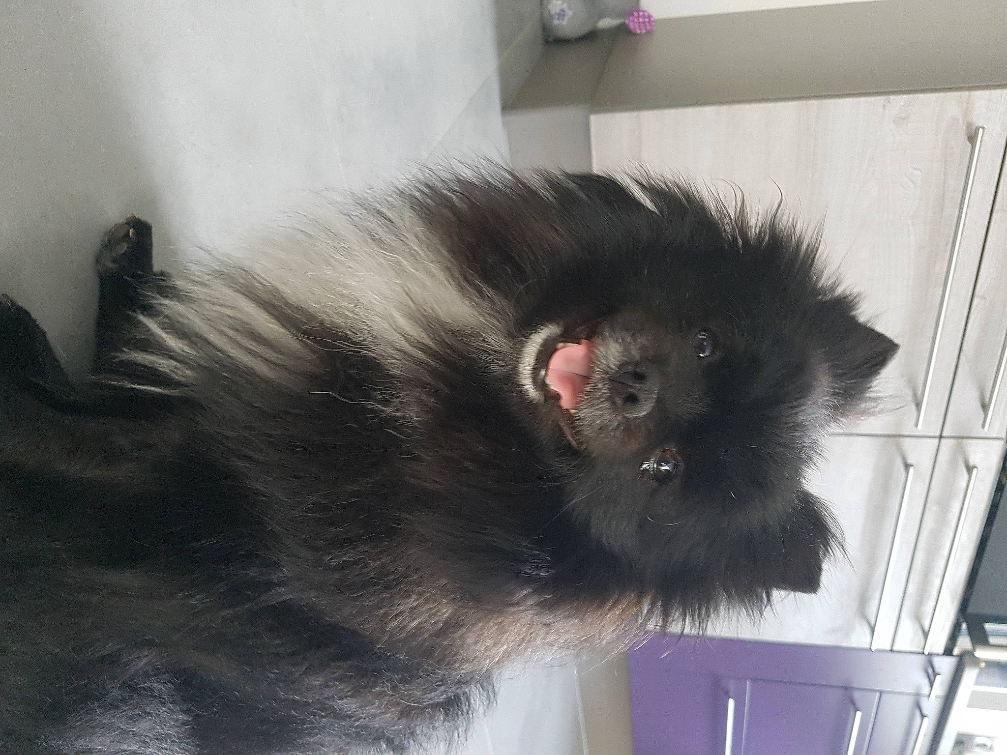 Maya