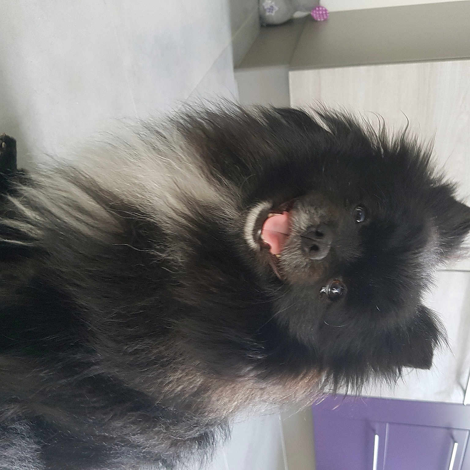 Maya