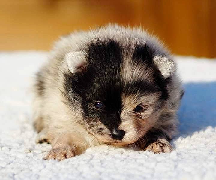 Pif a rejoint le concours — aidez-le/la à gagner de superbes lots ! carnivore, dog_breed, eye, fawn, fur, snout, snow, terrestrial_animal, whiskers, wildlife, winter