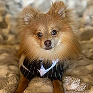 Wookiee is registered to the contest to win money with this photo: animal, blanket, brown, clothing, cozy, cute, dog, ears, eyes, face, fur, furry, indoor, lying_down, pet, pomeranian, portrait, small_dog, soft, tuxedo