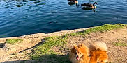 Wookiee is registered to the contest to win money with this photo: animal, canine, daytime, dog, ducks, fur, grass, happy, lake, leash, nature, outdoor, park, pond, reflection, relaxing, scenic, sunlight, trees, water