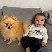 Gaspard participe au concours pour gagner de l'argent avec cette photo : baby, child, dog, pomeranian, pet, couch, sofa, indoor, fur, face, animal, person, sitting, cute, small_dog, clothing, white_shirt, black_pants, home, expression