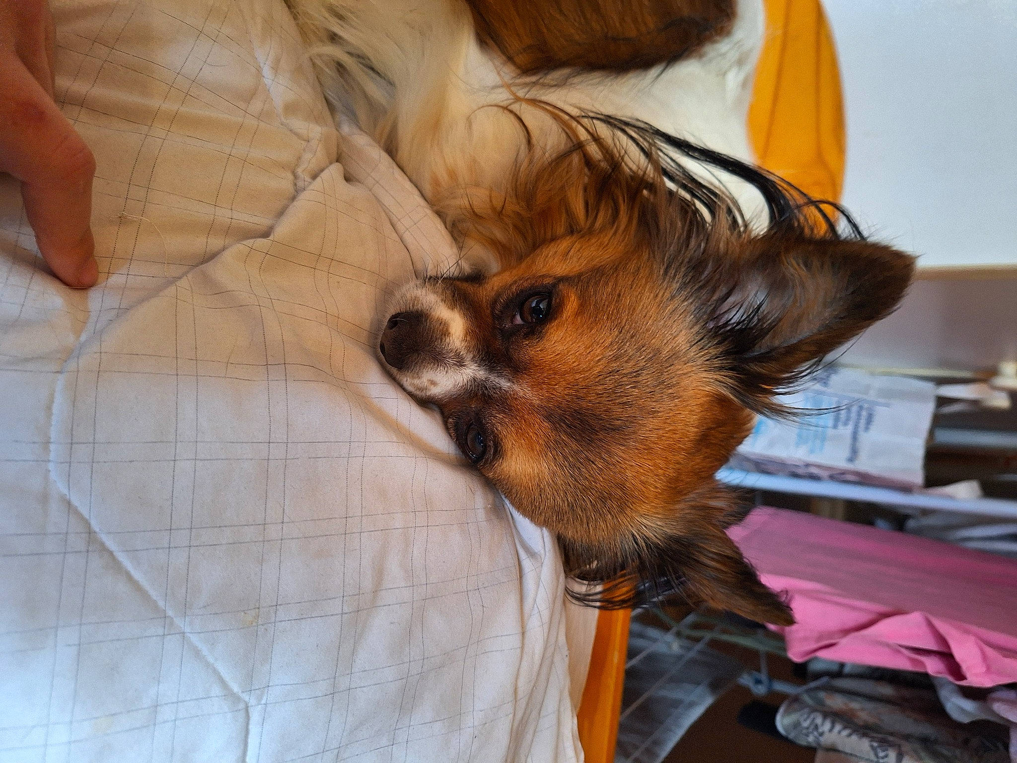 Bailey a rejoint le concours — aidez-le/la à gagner de superbes lots ! canidae, carnivore, chihuahua, companion_dog, corgi_chihuahua, dog, dog_breed, dog_supply, fawn, fur, liver, pattern, snout, sporting_group, sunglasses, toy_dog, whiskers