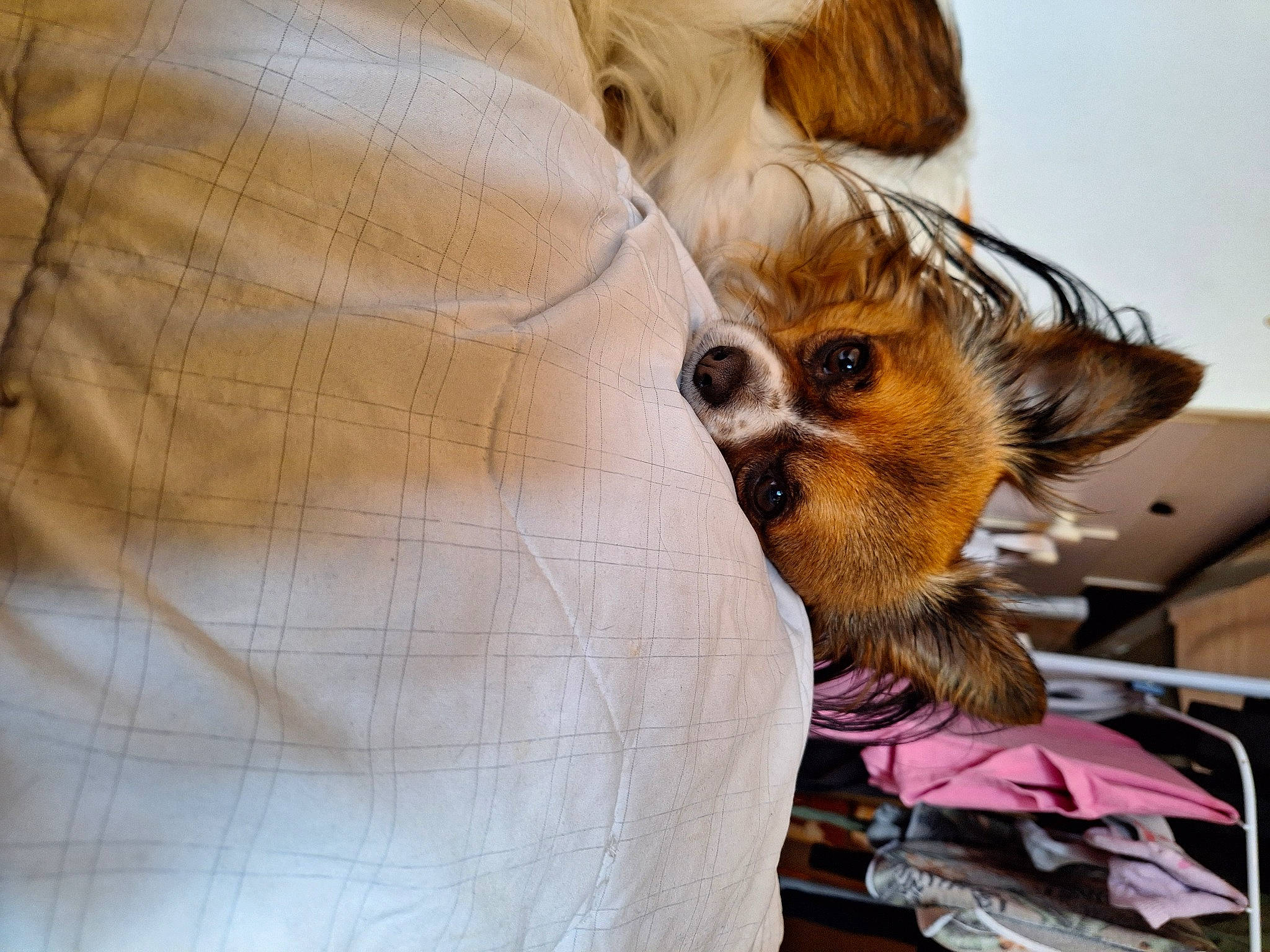 Bailey a rejoint le concours — aidez-le/la à gagner de superbes lots ! bird_of_prey, carnivore, companion_dog, dog_breed, eyewear, fashion_accessory, fawn, feather, felidae, fur, goggles, metal, owl, pattern, snout, sunglasses, toy, toy_dog, whiskers, wing