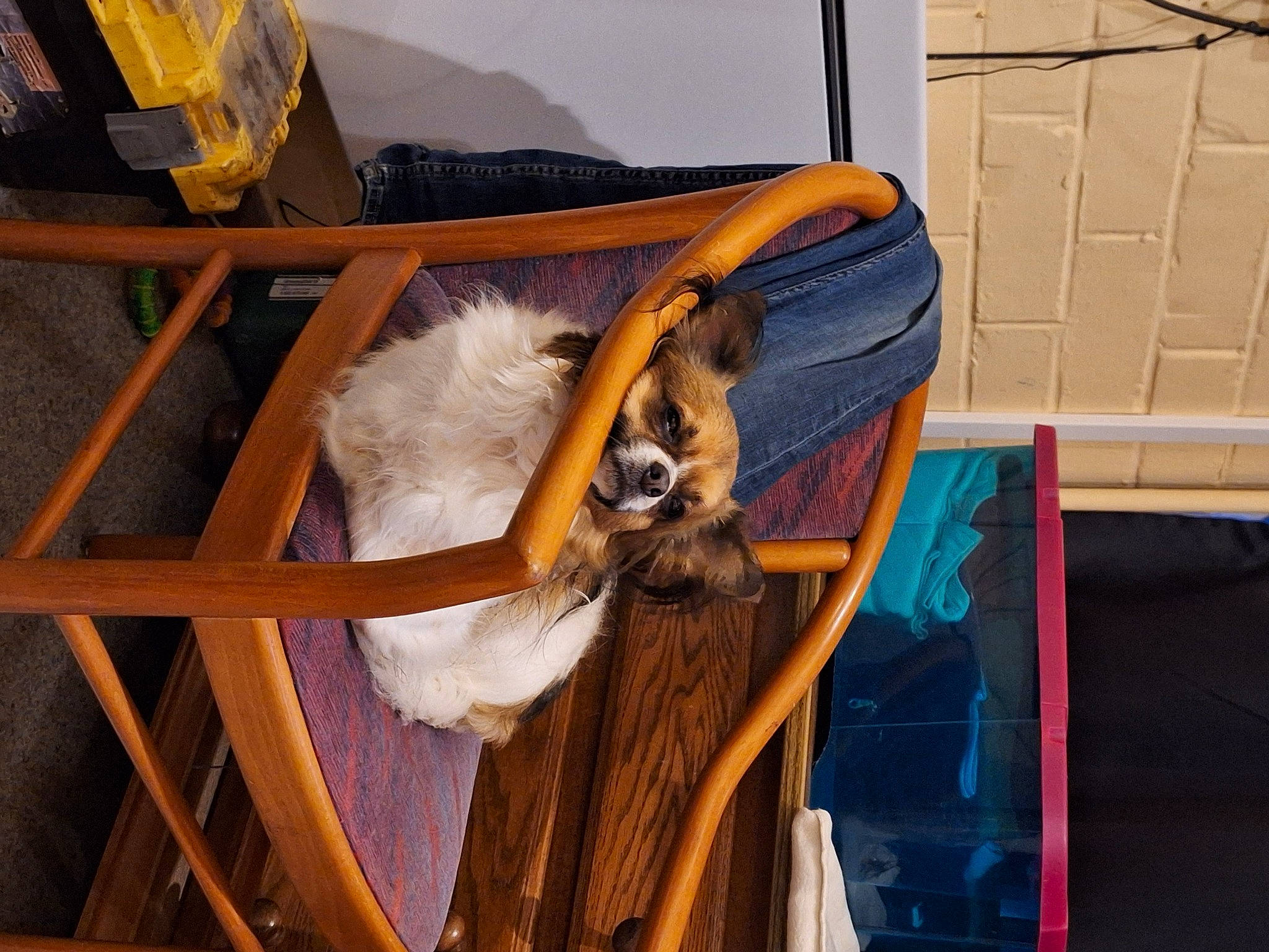 Bailey participe au concours pour gagner de l'argent avec cette photo : art, comfort, fawn, felidae, flooring, fur, hardwood, natural_material, room, small_to_medium_sized_cats, visual_arts, wood, wood_stain