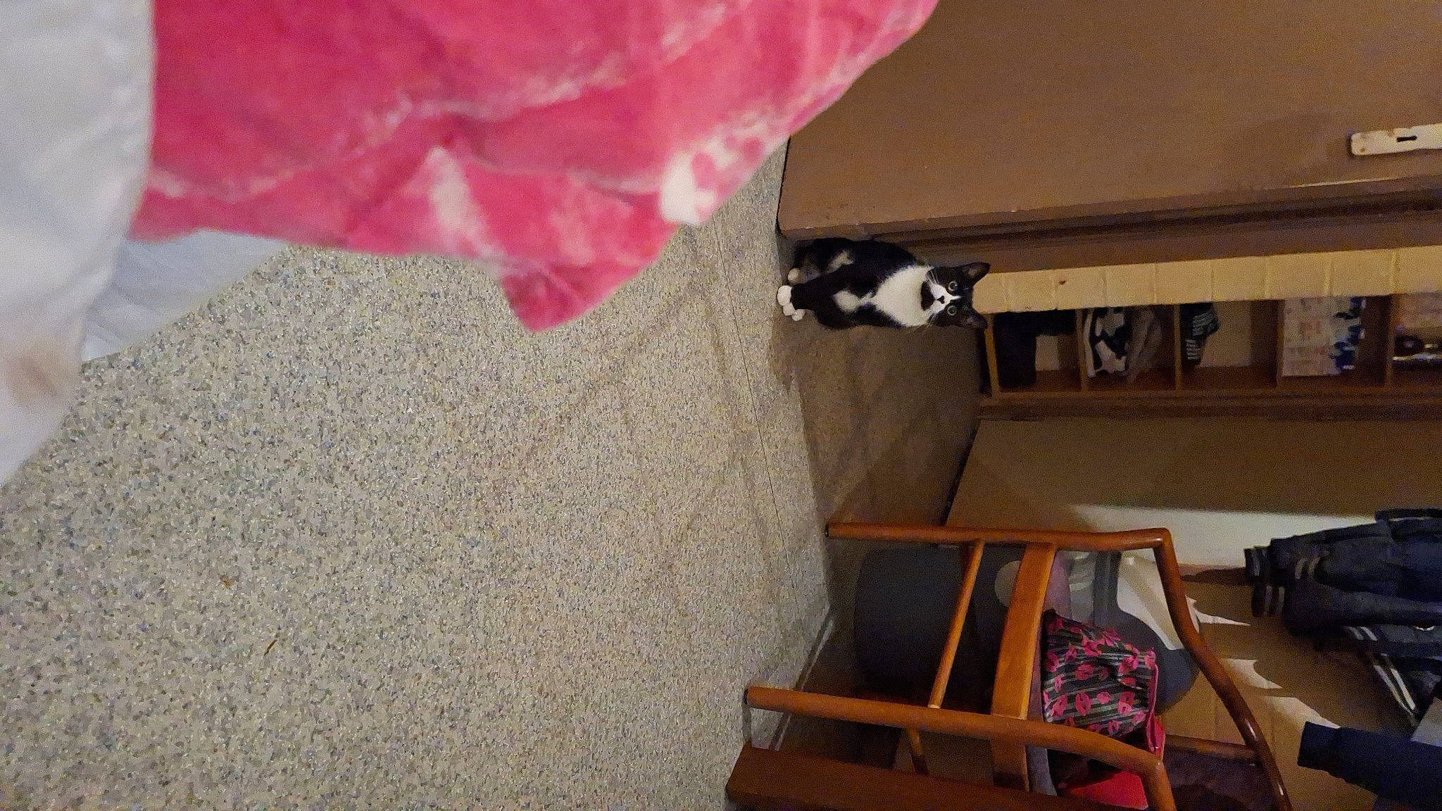 Heïdi participe au concours pour gagner de l'argent avec cette photo : building, carmine, cat, cat_supply, ceiling, chair, comfort, felidae, floor, flooring, fur, hardwood, ladder, linens, paint, property, room, small_to_medium_sized_cats, tail, wood