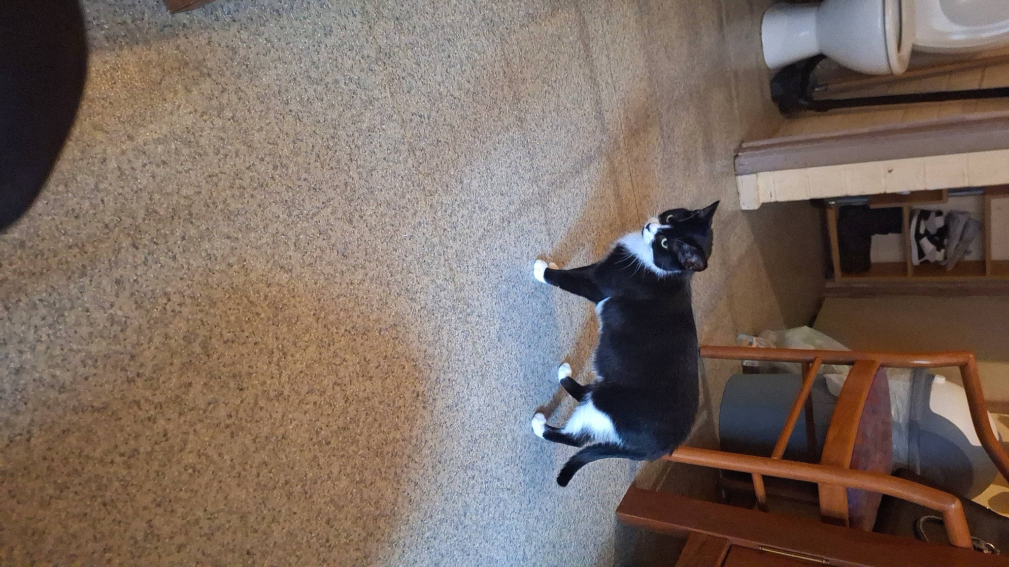 Heïdi a rejoint le concours — aidez-le/la à gagner de superbes lots ! auto_part, automotive_exterior, canidae, carnivore, companion_dog, dog, dog_breed, felidae, floor, flooring, fur, hardwood, plywood, room, shadow, small_to_medium_sized_cats, sporting_group, tail, whiskers, wood