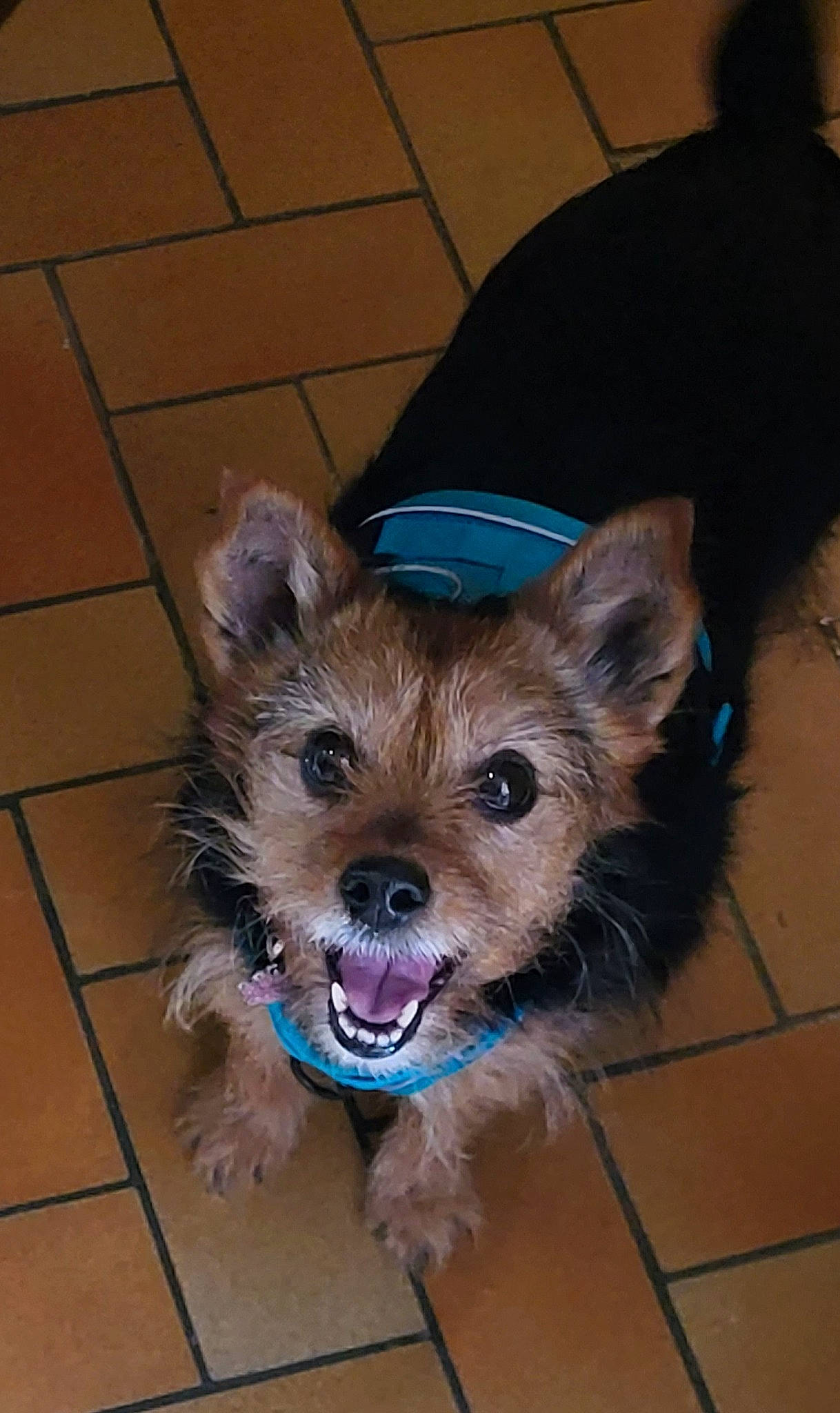 Diva participe au concours pour gagner de l'argent avec cette photo : australian_terrier, biewer_terrier, carnivore, collar, companion_dog, dog, dog_breed, dog_clothes, dog_supply, fashion_accessory, flooring, fur, leash, liver, small_terrier, terrier, tile_flooring, toy_dog, whiskers, yorkipoo