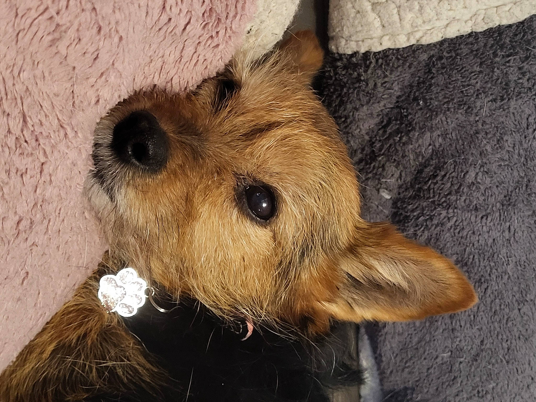 Diva participe au concours pour gagner de l'argent avec cette photo : canidae, carnivore, companion_dog, dog_breed, fawn, food, fur, snout, sporting_group, terrestrial_animal, terrier, toy, whiskers, wood