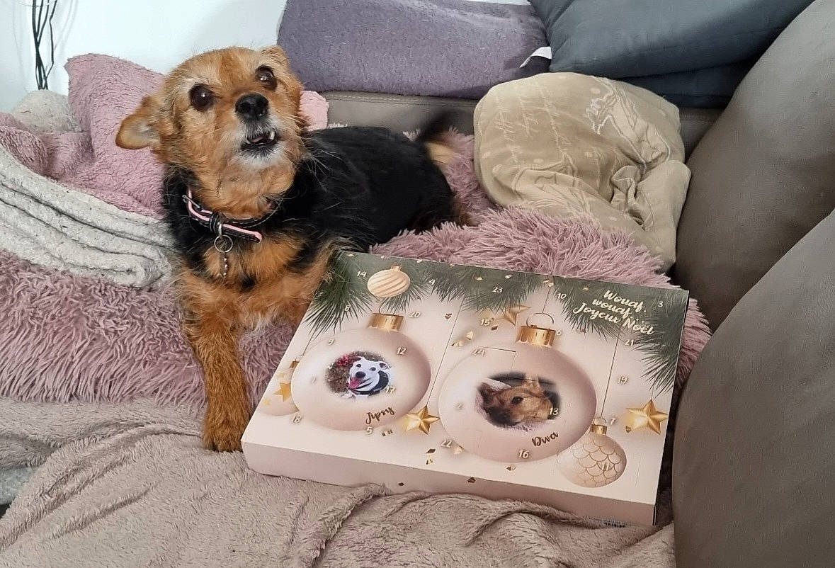 Diva participe au concours pour gagner de l'argent avec cette photo : carnivore, comfort, comfort_food, companion_dog, couch, dog, dog_breed, dog_clothes, dog_supply, fawn, fur, linens, living_room, pet_supply, room, small_terrier, tableware, terrier, toy, toy_dog