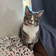 Luna is registered to the contest to win money with this photo: cat, gray_cat, white_chest, green_eyes, curious, sitting, blanket, holiday_pattern, indoor, window_light, curtain, cozy, pet, animal, feline, fur, whiskers, ears, face, home