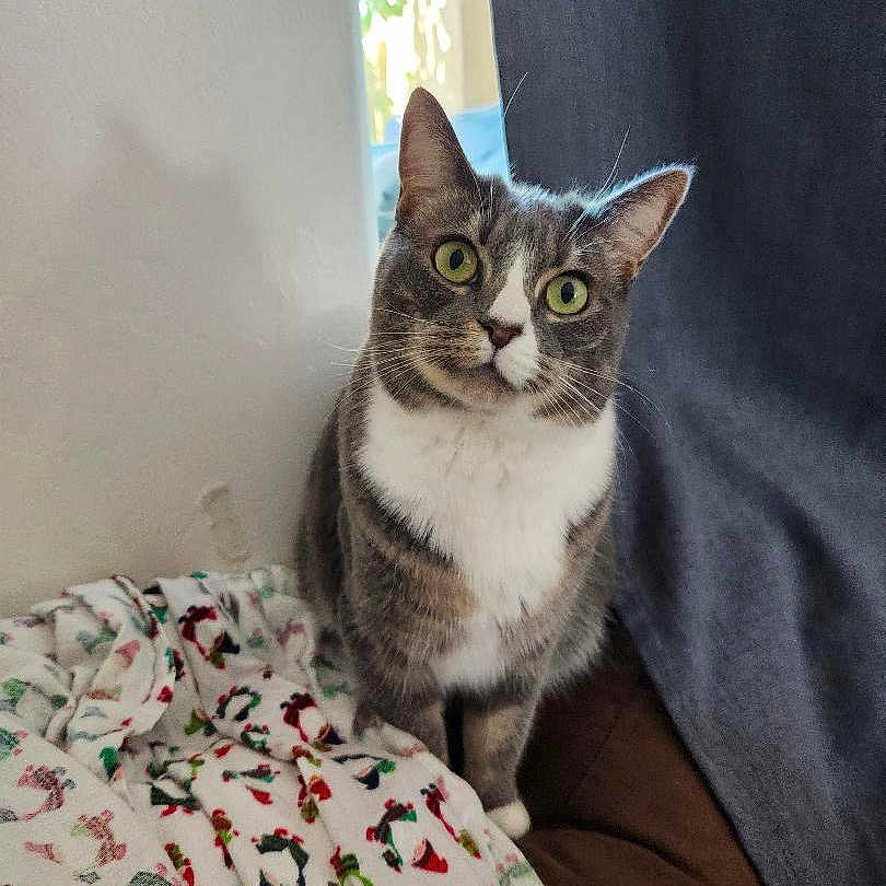 Luna is registered to the contest to win money with this photo: cat, gray_cat, white_chest, green_eyes, curious, sitting, blanket, holiday_pattern, indoor, window_light, curtain, cozy, pet, animal, feline, fur, whiskers, ears, face, home