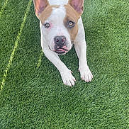 Simba is registered to the contest to win money with this photo: dog, canine, pet, animal, grass, outdoor, ears, white, brown, lying_down, nose, paw, cute, looking_up, alert, playful, summer, sunlight, nature, companion