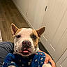 Simba is registered to the contest to win money with this photo: dog, puppy, pet, blue_sweater, cute, tongue_out, indoor, hallway, wooden_floor, white_door, holding, cozy, animal, companion, friendly, fur, ears, nose, face, expression