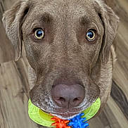 Cooper joined the competition — help win amazing prizes! animal, brown_dog, close_up, colorful_toy, curious, cute, dog, domestic_animal, ears, floor, fur, indoor, looking_up, mouth, nose, pet, playful, spiked_toy, toy, wood_floor