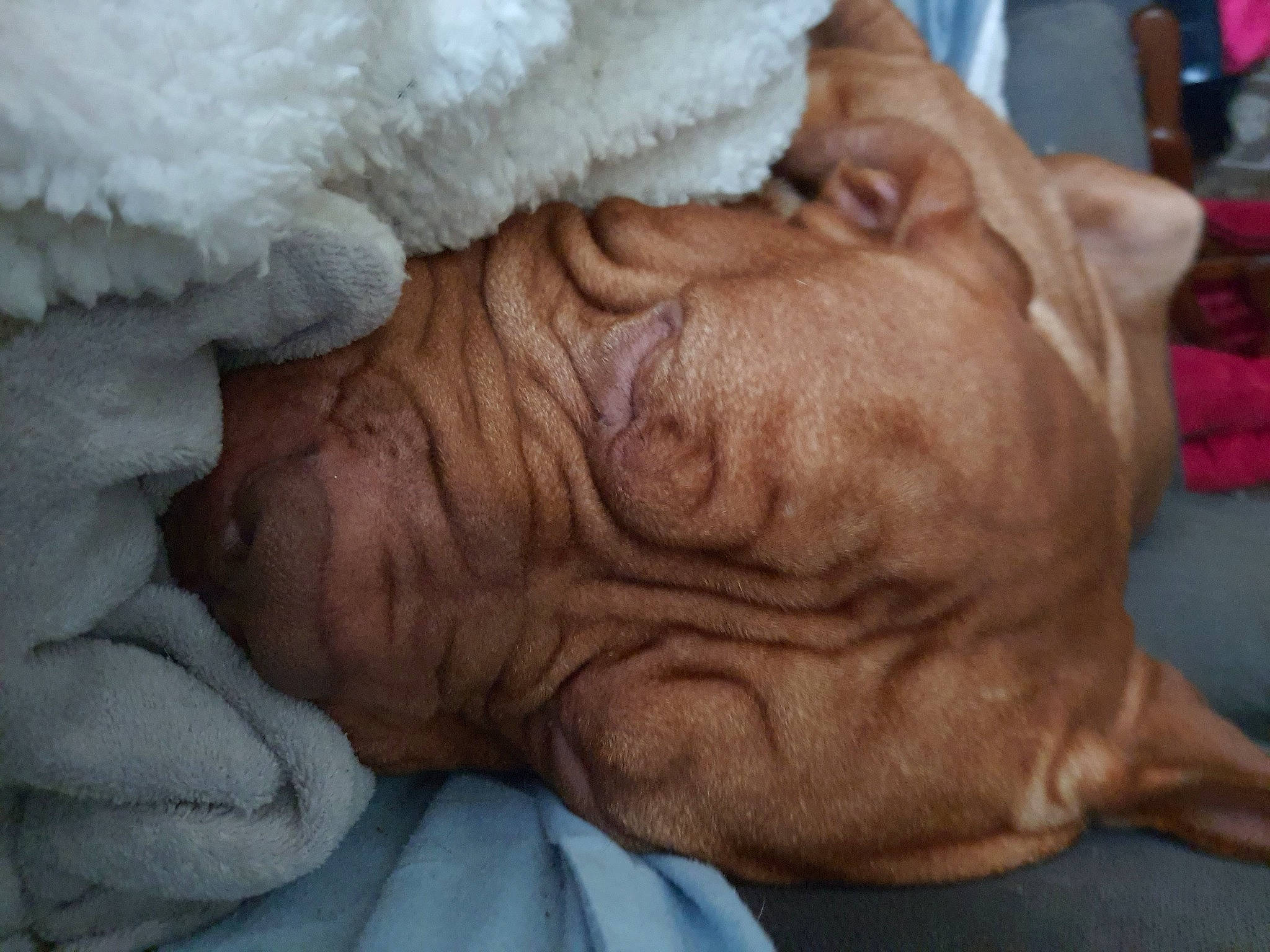 Obama participe au concours pour gagner de l'argent avec cette photo : art, bedtime, child, close_up, comfort, ear, flesh, fur, gesture, jaw, linens, mouth, nail, nap, nose, sleep, snout, wood, wrinkle