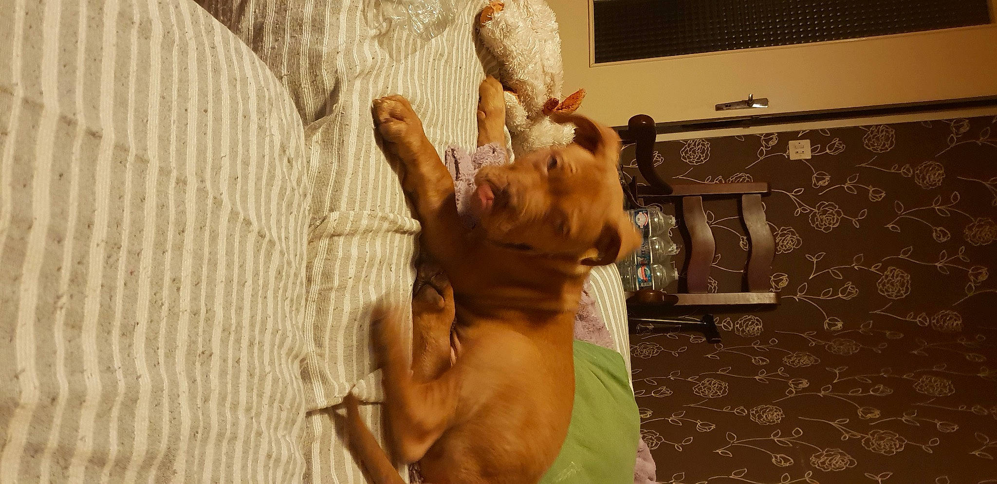 Obama participe au concours pour gagner de l'argent avec cette photo : canidae, carnivore, cirneco_delletna, dog_breed, fawn, finger, hand, sporting_group, vizsla