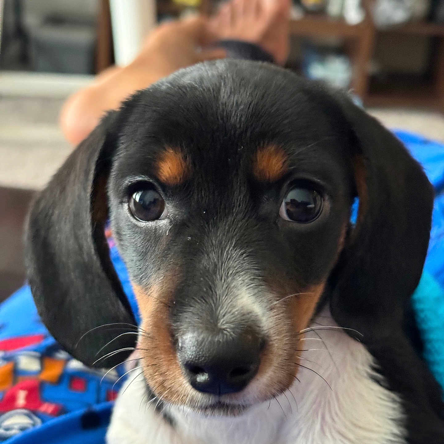 Otto is registered to the contest to win money with this photo: animal, architecture, beagle, building, canine, cockerspaniel, dog, face, furniture, head, hound, indoors, interiordesign, labradorretriever, person, pet, photography, portrait, puppy, snout