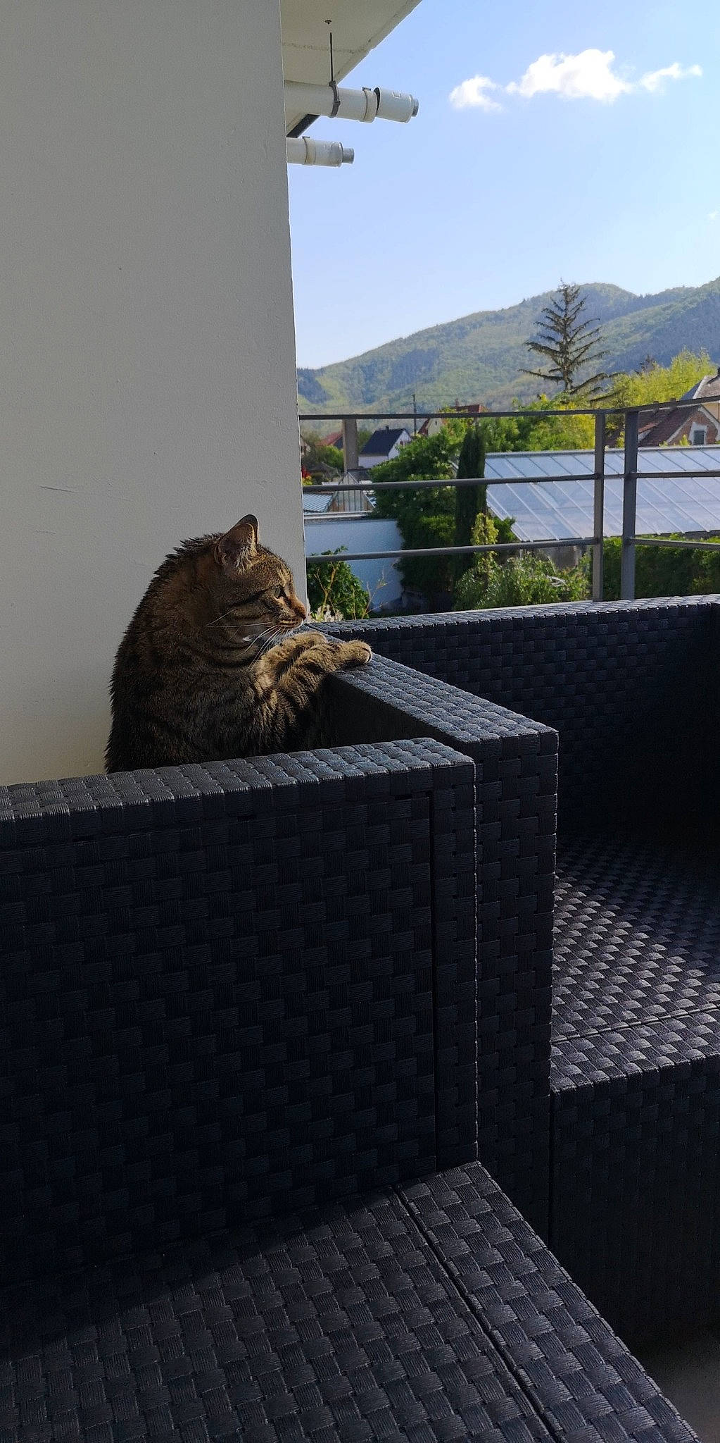 Minouche a rejoint le concours — aidez-le/la à gagner de superbes lots ! architecture, carnivore, cat, domestic_short_haired_cat, dragon_li, european_shorthair, felidae, flooring, fur, home, house, ocicat, roof, room, small_to_medium_sized_cats, tabby_cat, tile, toyger, whiskers, window