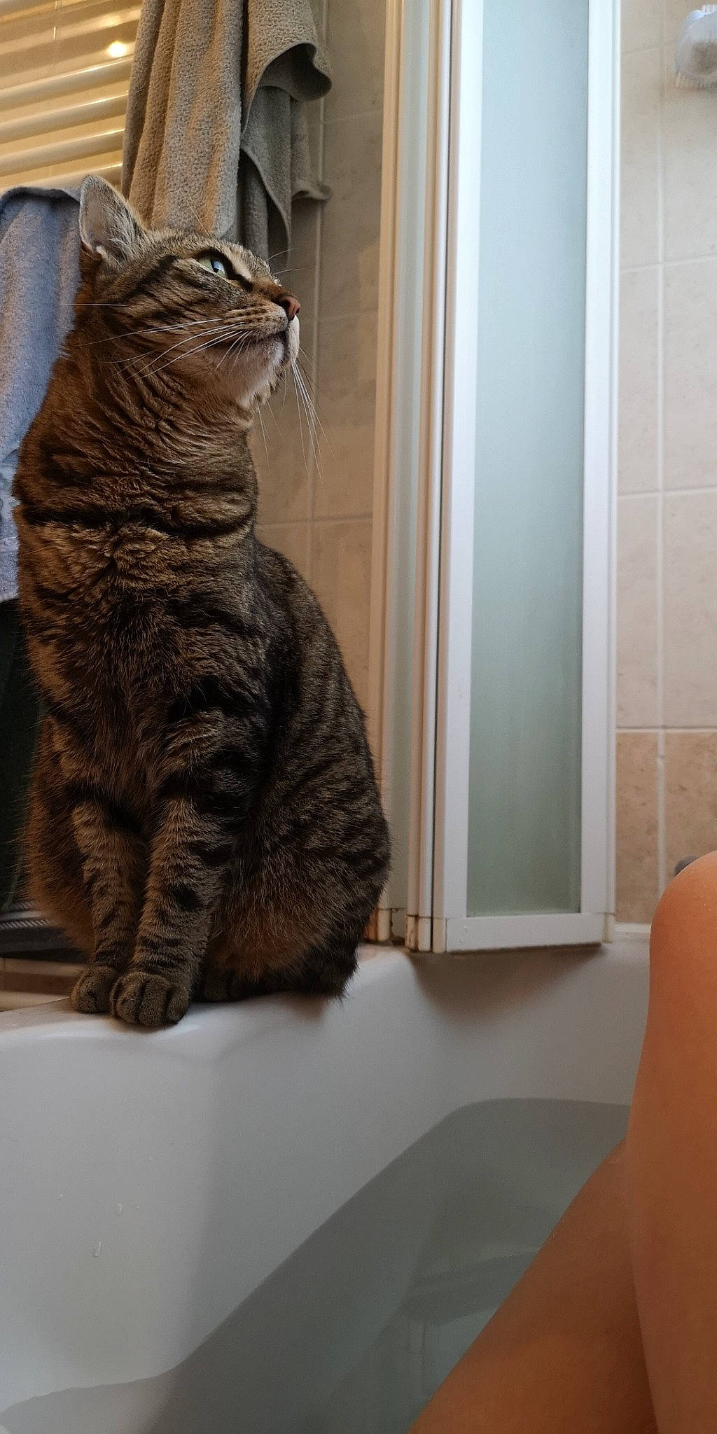 Minouche participe au concours pour gagner de l'argent avec cette photo : american_shorthair, asian, california_spangled, carnivore, cat, domestic_short_haired_cat, dragon_li, european_shorthair, felidae, fur, german_rex, kurilian_bobtail, mammal, ocicat, pixie_bob, room, small_to_medium_sized_cats, tabby_cat, tail, whiskers