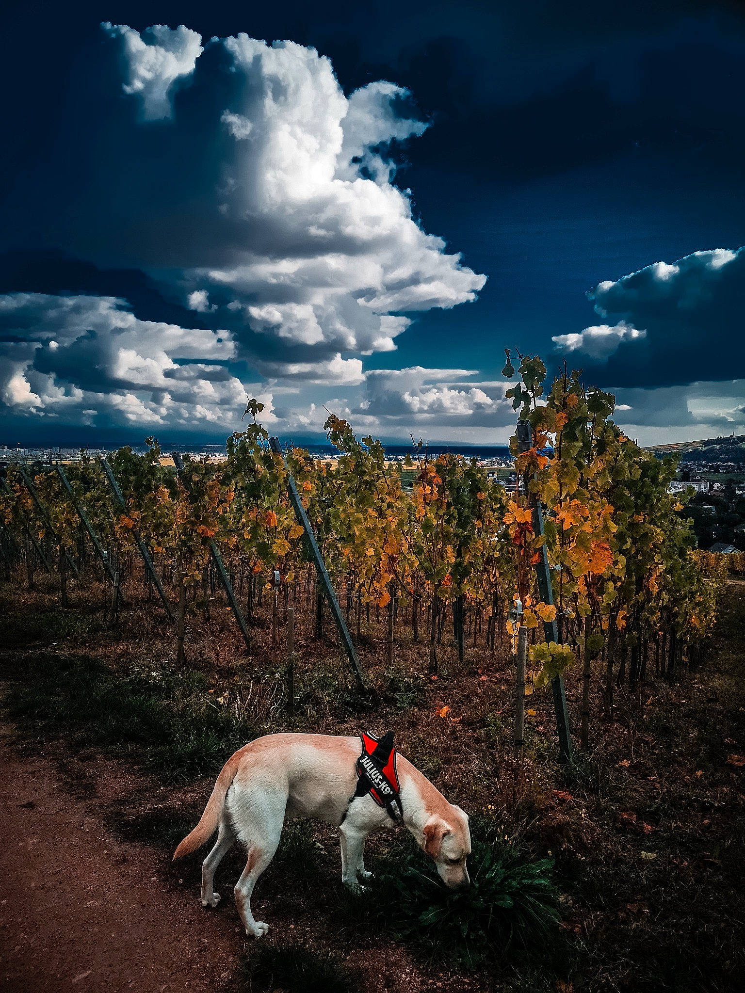 Popy participe au concours pour gagner de l'argent avec cette photo : adventure, autumn, canidae, carnivore, cloud, dog, dog_breed, dog_walking, fox_terrier, hunting_dog, leash, lurcher, meteorological_phenomenon, mountain, pointer, sky, sporting_group, tree, whippet, wilderness