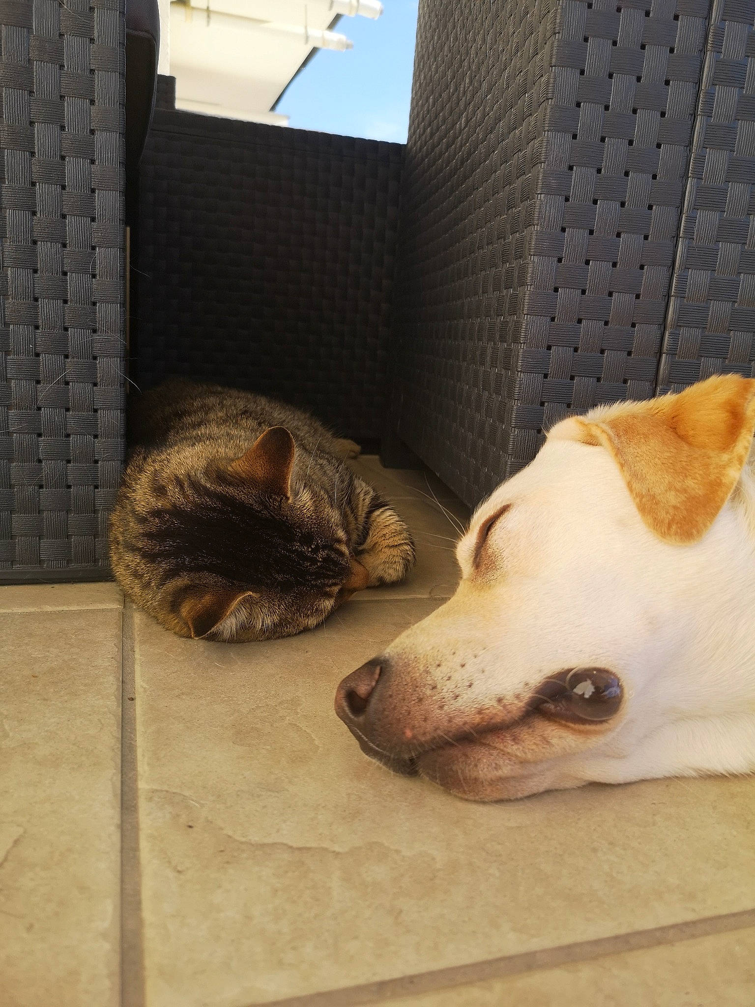 Popy a rejoint le concours — aidez-le/la à gagner de superbes lots ! canidae, carnivore, cat, dog, dog_breed, fawn, felidae, floor, fur, mammal, pit_bull, puppy, small_to_medium_sized_cats, snout, sporting_group, whiskers