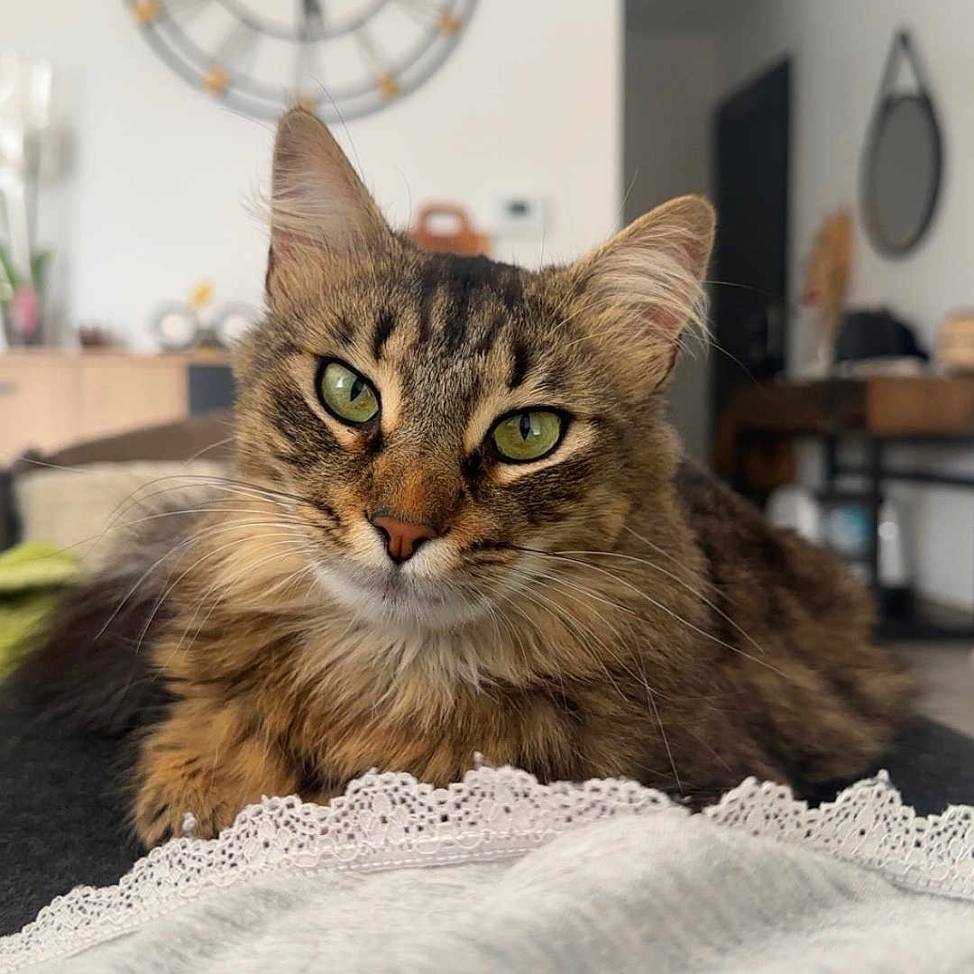 Nala a rejoint le concours — aidez-le/la à gagner de superbes lots ! animal, cat, close_up, comfortable, cozy, curious, domestic_cat, ears, fur, furniture, green_eyes, household, indoor, living_room, pet, portrait, relaxed, sofa, tabby, whiskers