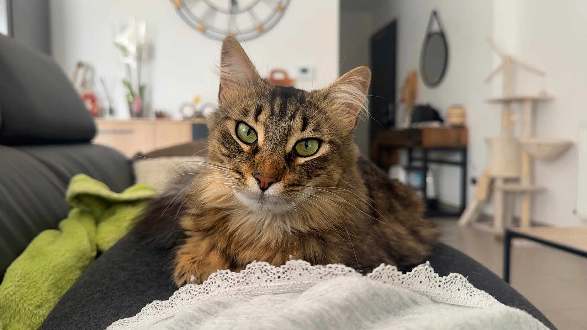 Nala a rejoint le concours — aidez-le/la à gagner de superbes lots ! cat, tabby, green_eyes, indoor, living_room, sofa, furniture, cozy, pet, animal, relaxed, curious, whiskers, ears, fur, domestic_cat, household, close_up, portrait, comfortable