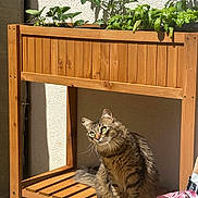 Nala participe au concours pour gagner de l'argent avec cette photo : cat, tabby, wooden_plant_stand, plants, sunlight, shadow, greenery, fur, pet, animal, outdoor, wood, floor, nature, relaxing, domestic_animal, sitting, feline, daylight, home_garden