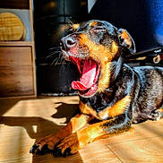 Princesse a rejoint le concours — aidez-le/la à gagner de superbes lots ! dog, yawning, black_and_tan, pet, indoor, wooden_floor, sunlight, shadow, canine, animal, sleepy, relaxed, paw, tongue, mouth_open, ears, fur, home, cozy, resting