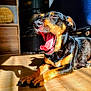 dog, yawning, black_and_tan, pet, indoor, wooden_floor, sunlight, shadow, canine, animal, sleepy, relaxed, paw, tongue, mouth_open, ears, fur, home, cozy, resting