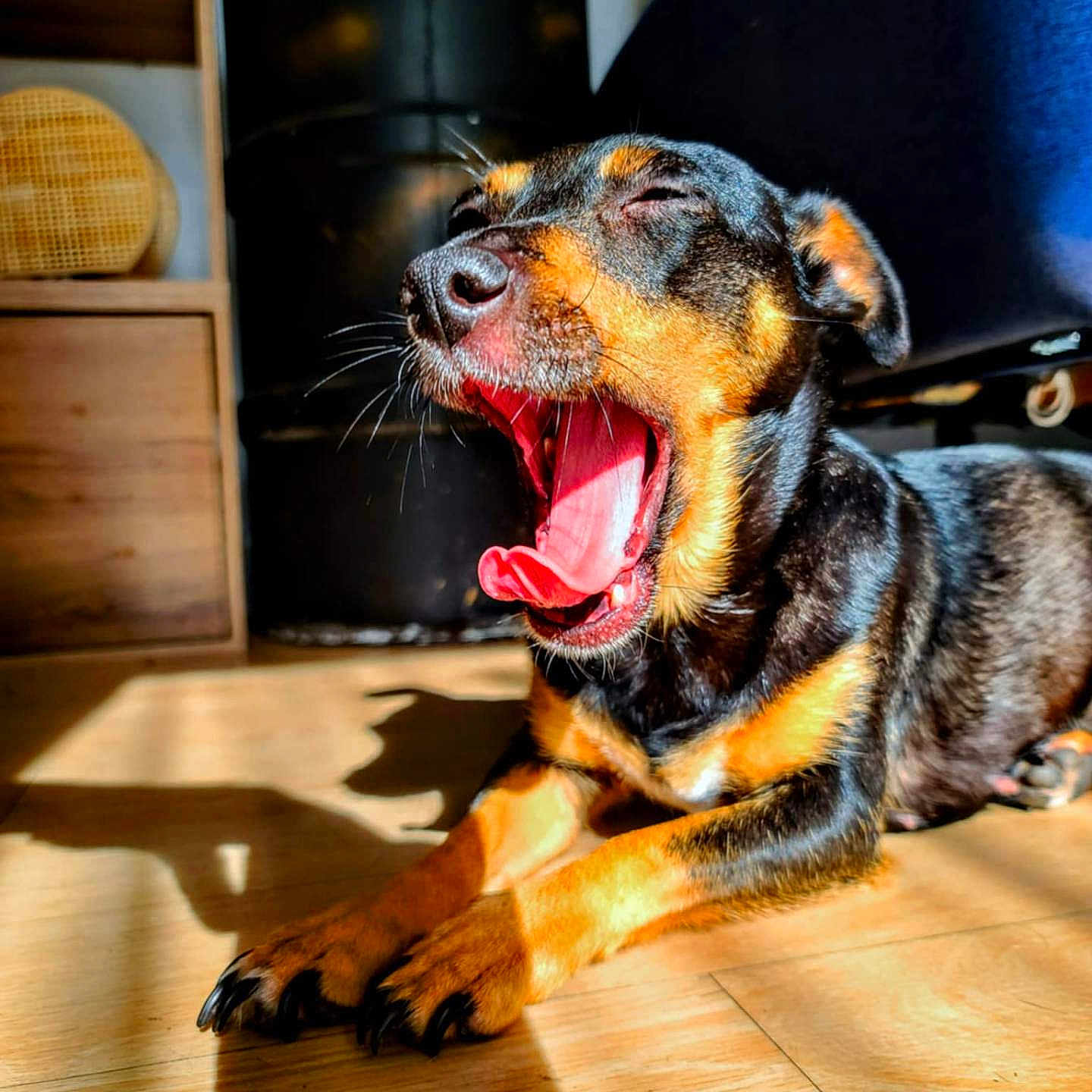 Princesse a rejoint le concours — aidez-le/la à gagner de superbes lots ! animal, black_and_tan, canine, cozy, dog, ears, fur, home, indoor, mouth_open, paw, pet, relaxed, resting, shadow, sleepy, sunlight, tongue, wooden_floor, yawning